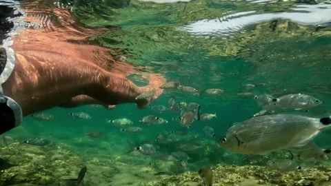 Underwater view of man legs floating with fish swimming around Stock Footage 279866862