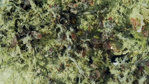 Underwater View of Marine Algae Swaying in Gentle Current Stock Footage 341652579