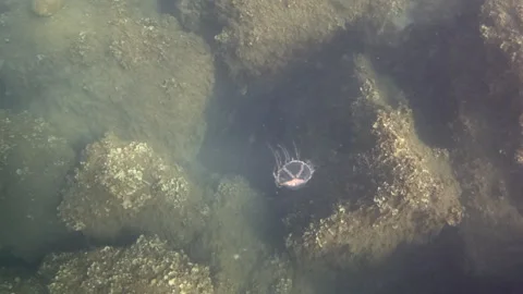 Underwater view of the ocean floor and jellyfish showing a rocky seabed with dim Video stock 343347254