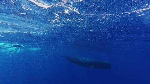 Underwater view of the ocean surface with bubbles and sunlight reflecting Stock Footage 340635188