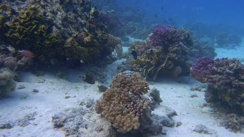 Underwater View Octopus Hiding Changing Color Shape Coral Stock Footage 102605579