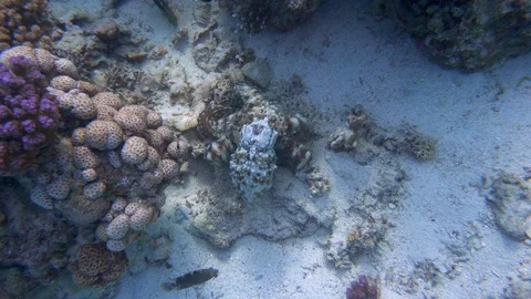 Underwater View Octopus Hiding Changing Color Shape Coral Stock Footage 102605588