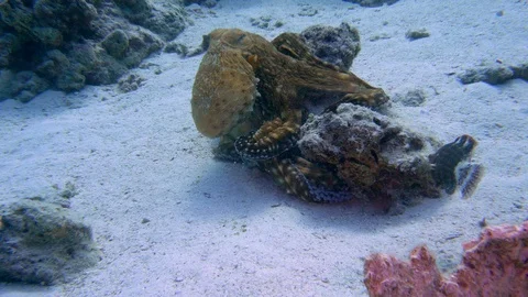 Underwater View Octopus Swimming Over Seabed Red Sea Egypt Stock Footage 102605468
