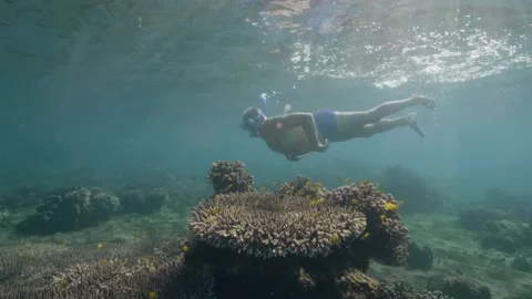 Underwater view of old age man snorkeling near the corals on summer day. Video stock 132545530