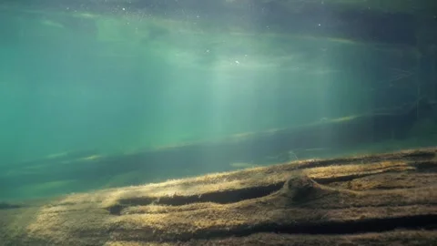 Underwater view of old sunken tree in clear-watered lake Stock Footage 321069631