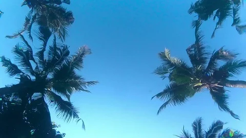 Underwater view of palm trees 動画素材 76794939
