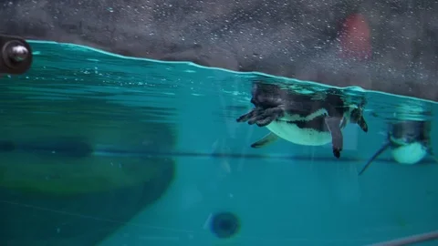 Underwater view of penguins in a pool 動画素材 127002535
