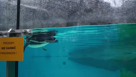 Underwater view of penguins in a pool, warning inscription 스톡 동영상 127002551