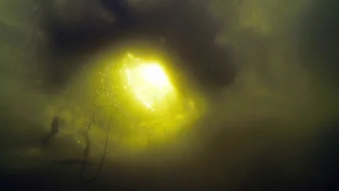 Underwater view of perch caught on winter fishing nets Video stock 75257340