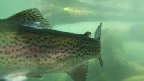 Underwater view of a rainbow trout Stock Footage 240865613