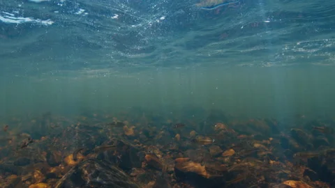 Underwater view of the rapid river with tiny fish swimming in it Video stock 221958713