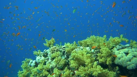 Underwater View Red Anthia Fish Over Coral Reef Red Sea Egypt Stock Footage 101642274