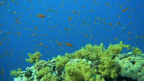 Underwater View Red Anthia Fish Over Coral Reef Red Sea Egypt Stock Footage 101642347