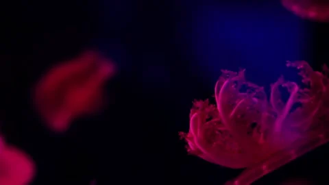 Underwater View of Red Flooating Jellyfish in the Sea Stock Footage 103535114