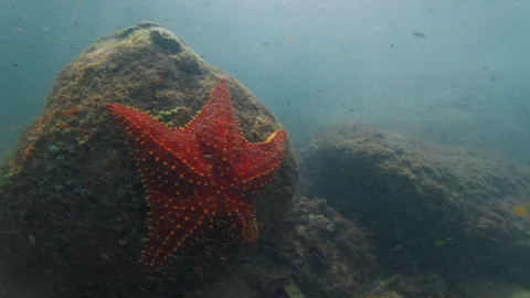 Underwater view of the red starfish on the rock Stock Footage 346635881