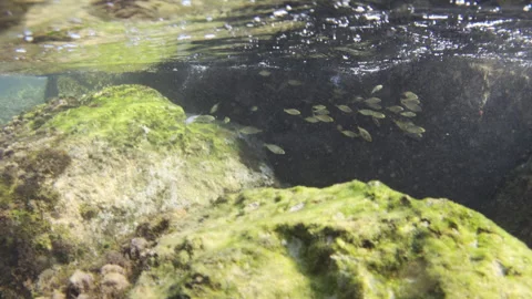 Underwater view revealing a vibrant ecosystem of rocks covered in green algae, Stock Footage 343069168