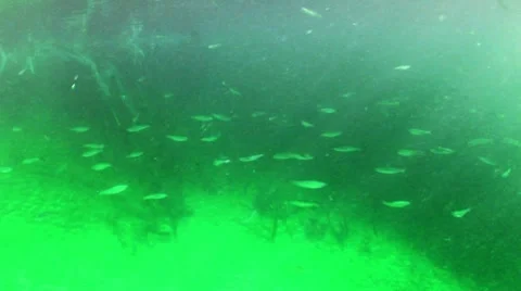 Underwater view in the river. Stock Footage 8680302