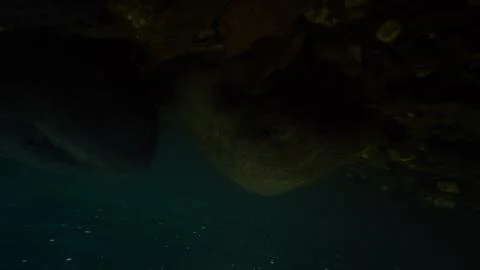 Underwater view of a river in a forest Stock Photos