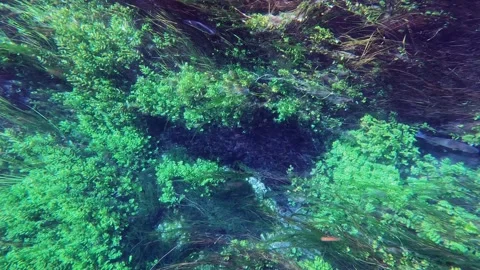 Underwater view of a river surrounded by green algae and blue fish. Stock Footage 144235618