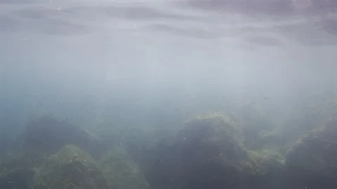 Underwater view of rock formations covered with marine plants and a school of Video stock 342979533