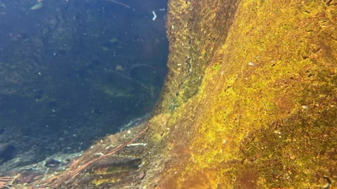 Underwater view of rocks and algae in a clear river during midday with sunlight Stock Footage 331305622