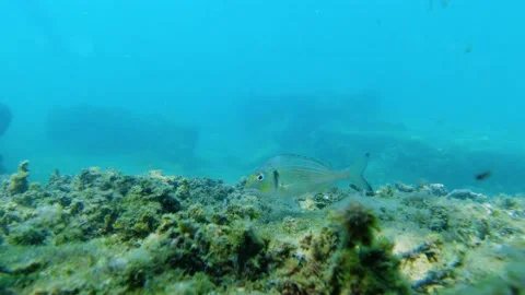 Underwater view of rocks covered with algae in Adriatic Sea Stock-Footage 163014871