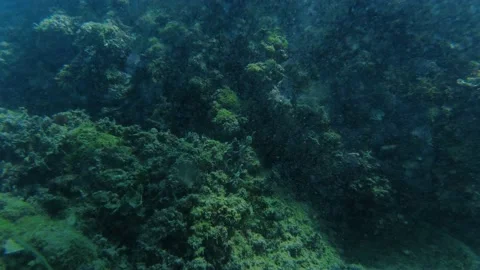 Underwater view of rocks covered by algae in Adriatic Sea Stock Footage 163014997