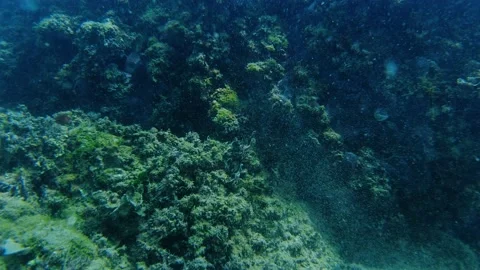 Underwater view of rocks covered by algae in Adriatic Sea Stock-Footage 163015016
