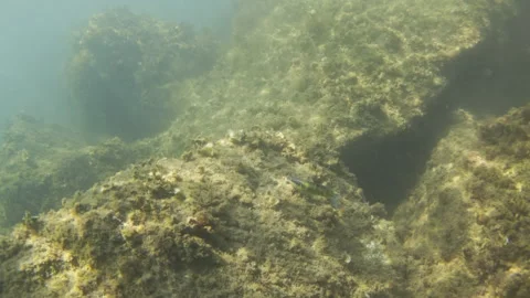 Underwater view of rocks covered by algae and seaweed on the ocean floor, Stock Footage 343170045