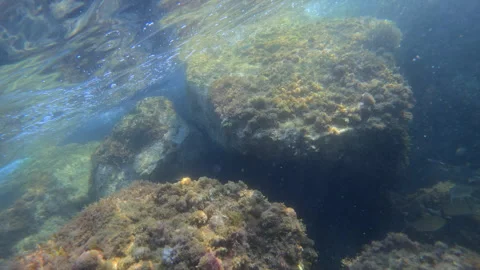 Underwater view of rocks covered with a variety of green and brown sea algae, Stock Footage 339822380