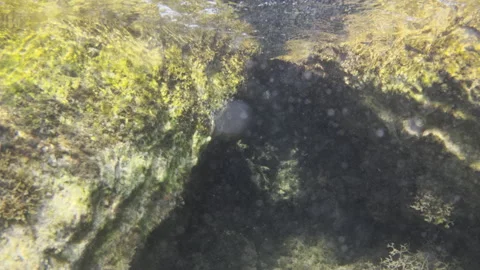 Underwater view of a rocky formation covered with various kinds of marine algae Stock Footage 343191587