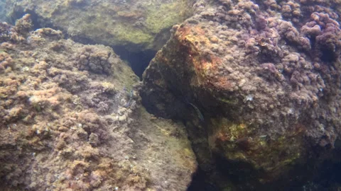 Underwater view of a rocky reef covered in algae with a small fish swimming near Stock Footage 344794422