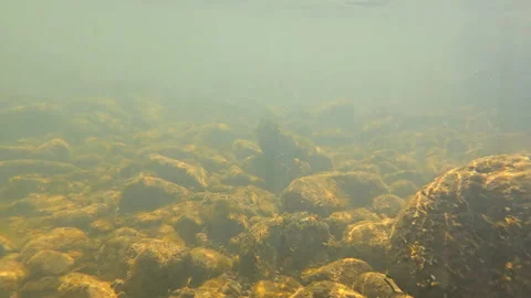 Underwater View of Rocky Riverbed, A clear underwater view of a rocky riverbed Stock Footage 280905414