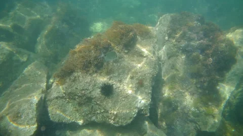Underwater view of rocky seabed with algae, clear turquoise water, small fish, 库存影片 339743391