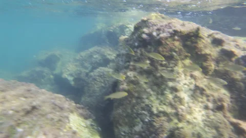 Underwater view of rocky seabed with small fish swimming around algae covered Stock Footage 343097363