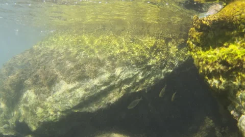 Underwater view of rough, algae covered rocks with small fish swimming under the Stock Footage 343167934