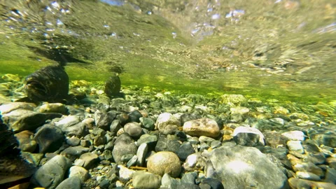 Underwater View Of Salmon Spawning In Clear Shallow River Vidéo 339792344
