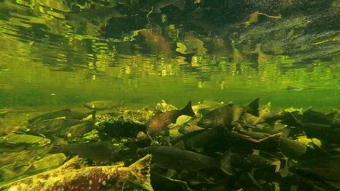 Underwater View Of Salmon Spawning In Shallow River Stream Vidéo 339791267