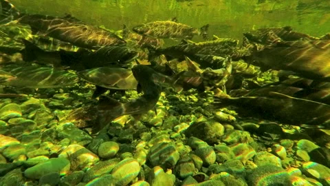 Underwater View Of Salmon Spawning In Shallow River Stream Vidéo 339791295