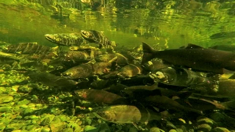Underwater View Of Salmon Spawning In Shallow River Stream Vidéo 339791915