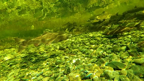 Underwater View Of Salmon Spawning In Shallow River Stream Vidéo 339792165