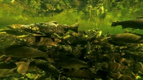 Underwater View Of Salmon Spawning In Shallow River During Migration Vidéo 339792195