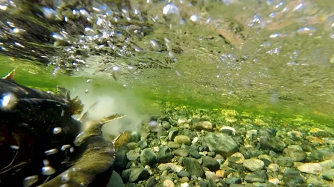 Underwater View Of Salmon Spawning In Shallow River With Clear Water Vidéo 339792371