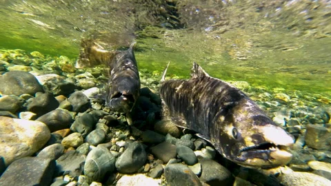 Underwater View Of Salmon Spawning In Shallow Rocky River Bed Vidéo 339806416