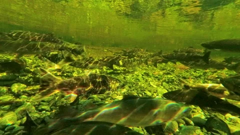 Underwater View Of Salmon Spawning In Shallow River Stream Vidéo 339977314