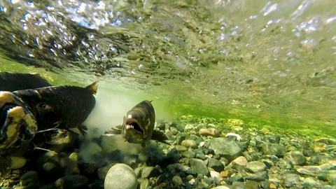 Underwater View Of Salmon Spawning In Shallow River Stream Vidéo 339977328