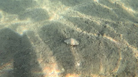 Underwater view of a sandy seabed with rippling light patterns and a small rock, Stock Footage 344830145