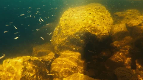 Underwater view of the school of a baitfish in river on Kola Peninsula in Russia Video stock 315017932