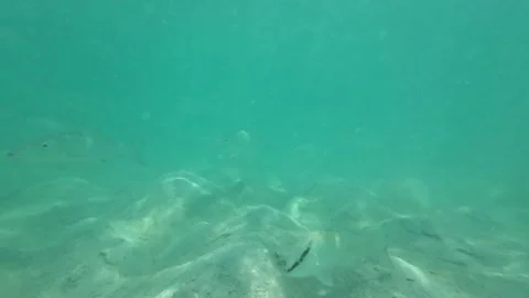Underwater view of a school of bonefish swimming over sandy seabed in Stock Footage 278151426