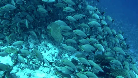 Underwater view of school of fish is absolutely fascinating. Stock Footage 236809610